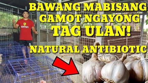 gamot na pampatapang ng manok|Mga antibiotics para sa mga manok: isang listahan ng .